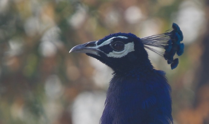 indian-peafowl_med
