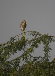 Indian Pond Heron, Ardeola grayiig2