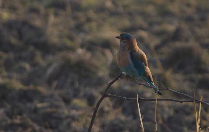Indian Roller, Coracias benghalensis k1