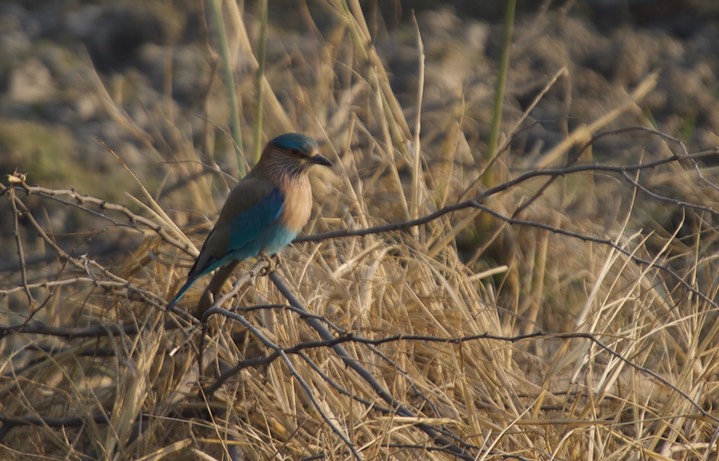 Indian Roller, Coracias benghalensis k4