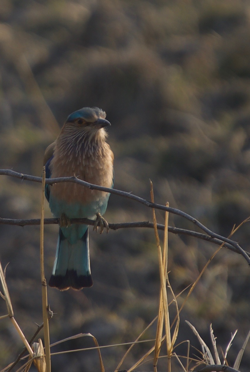 Indian Roller, Coracias benghalensis k3