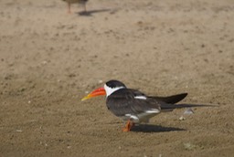  Indian Skimmer Rynchops albicollis5