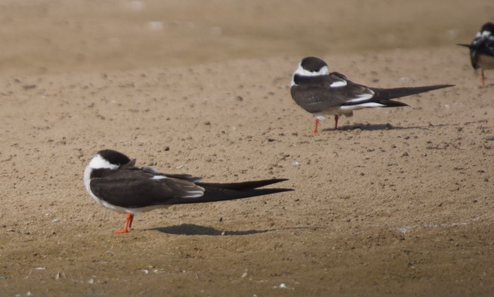  Indian Skimmer Rynchops albicollis 2