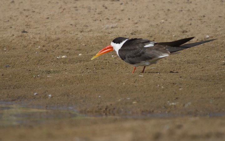 Indian Skimmer Rynchops albicollis6