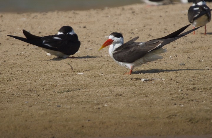  Indian Skimmer Rynchops albicollis3