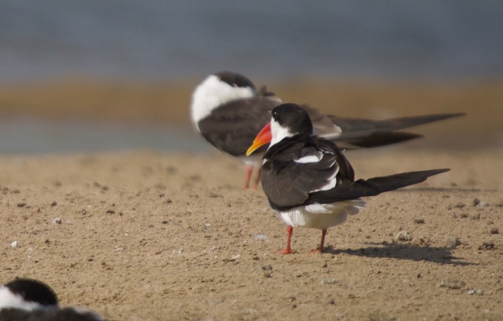  Indian Skimmer Rynchops albicollis4