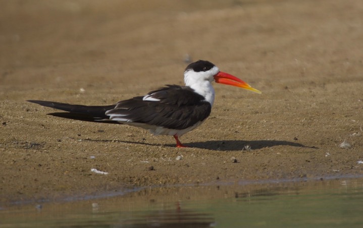 Indian Skimmer Rynchops albicollis