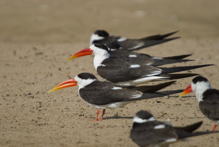  Indian Skimmer Rynchops albicollis9