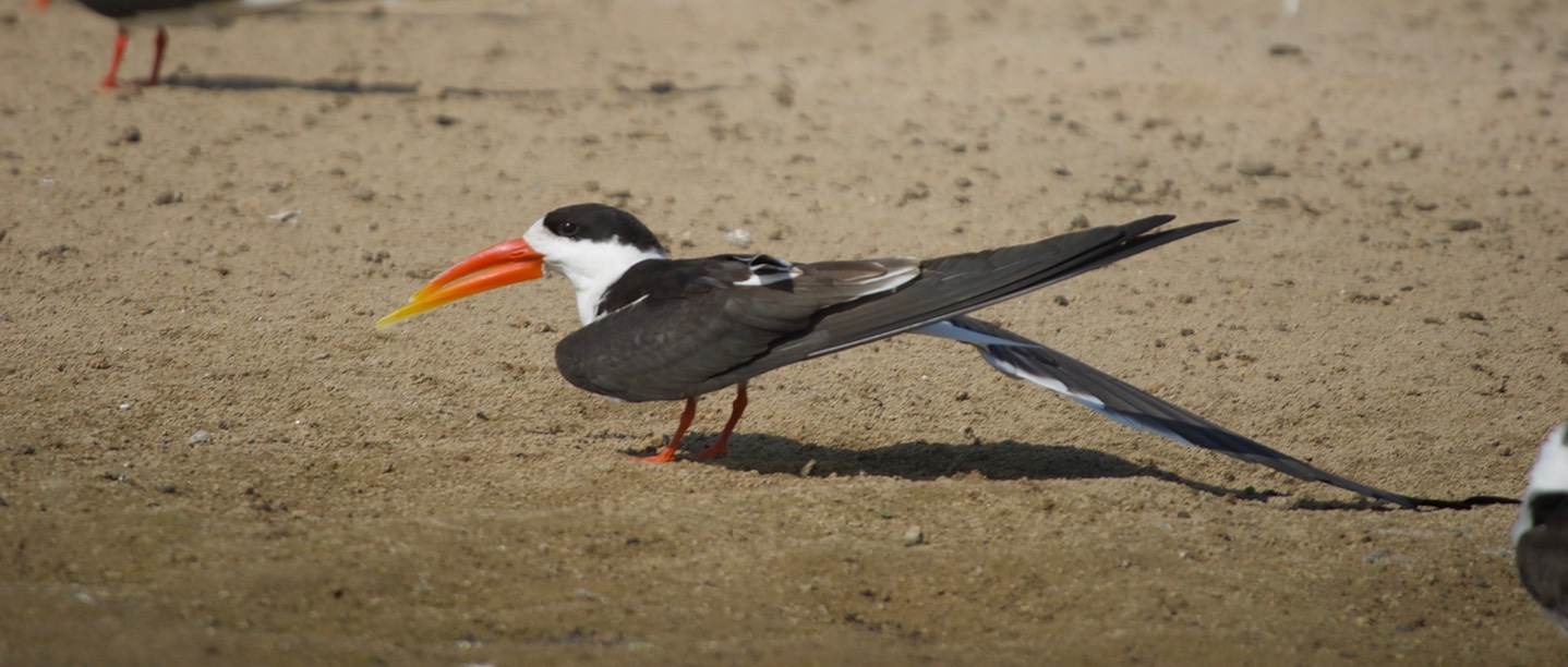  Indian Skimmer Rynchops albicollis7