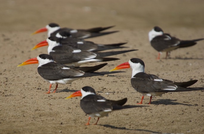 indian-skimmer_med
