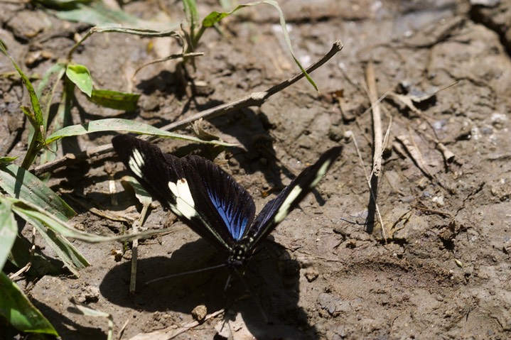 insects 18