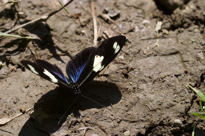 insects 19