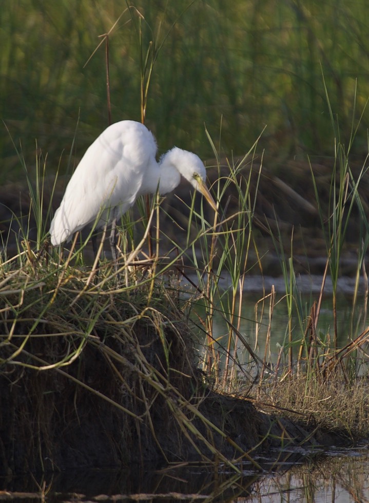Intermediate Egret, Mesophoyx intermediate g3