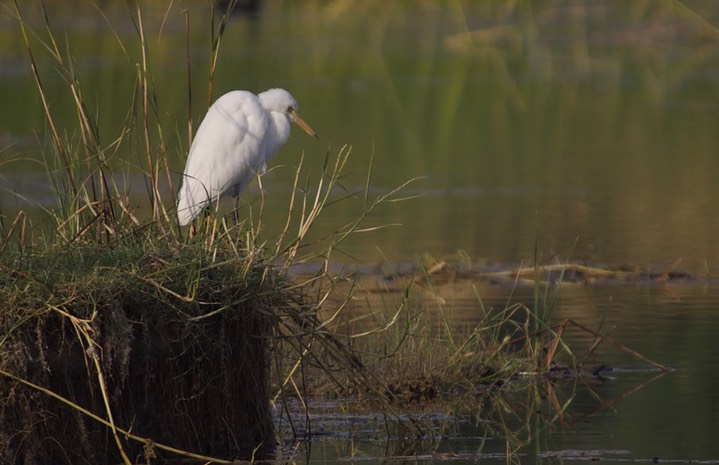Intermediate Egret, Mesophoyx intermedia g2