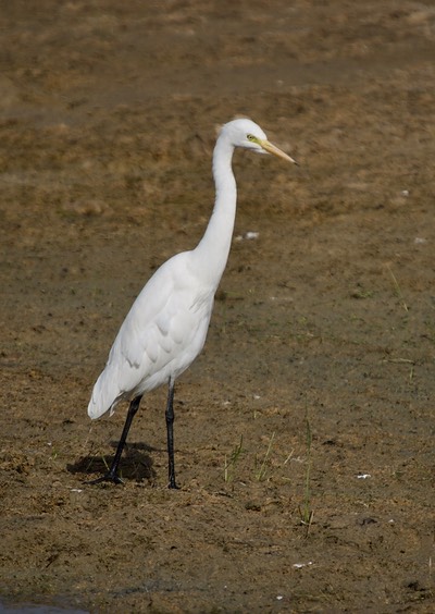 Intermediate Egret, Mesophoyx intermedia1