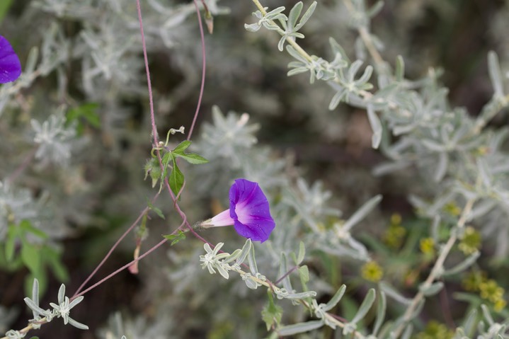 Ipomoea hederacea, Ivy-leaf Morning Glory2