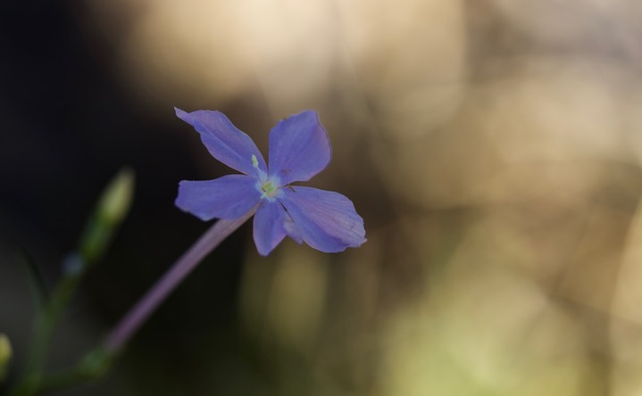 Ipomopis longiflora, Trumpet Gilia5-2b