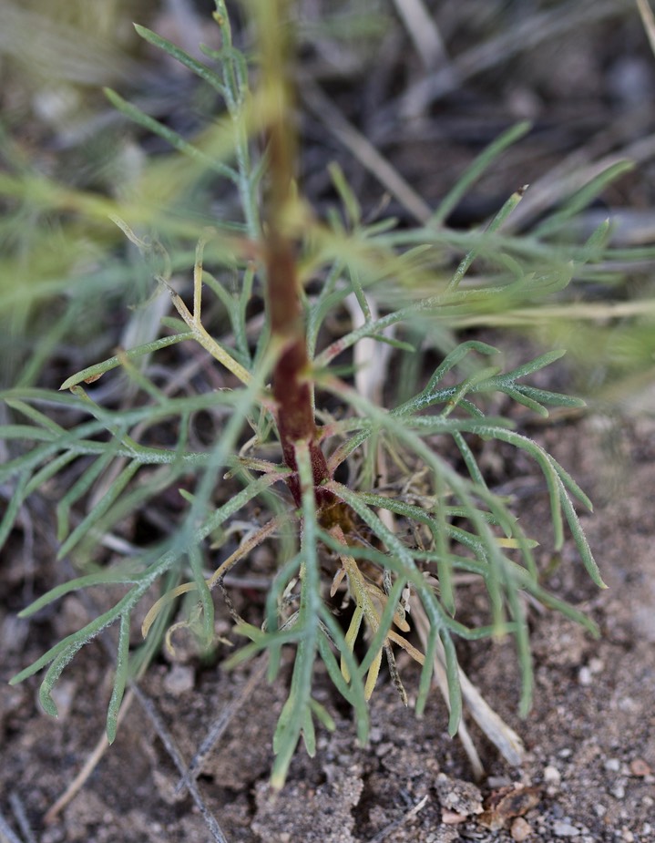 Ipomopis longiflora, Trumpet Gilia5-2c