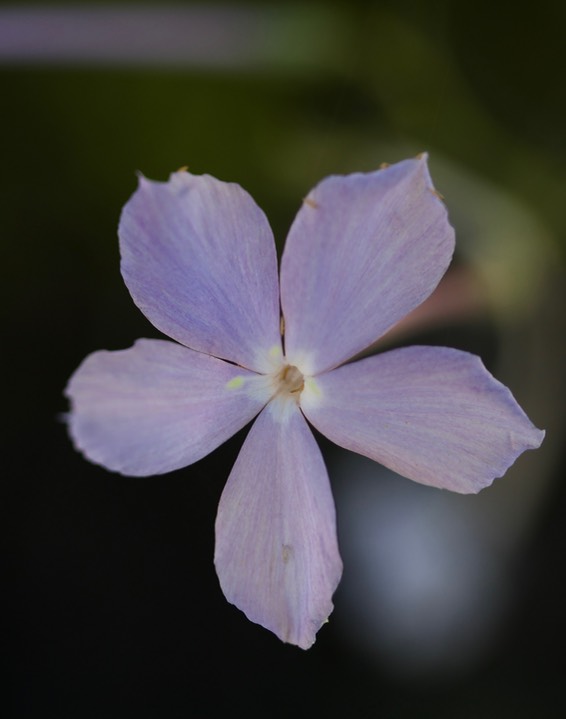 Ipomopis longiflora, Trumpet Gilia