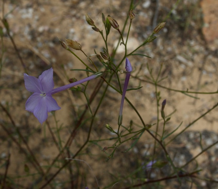 Ipomopsis longiflora1