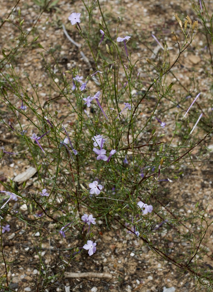 Ipomopsis longiflora