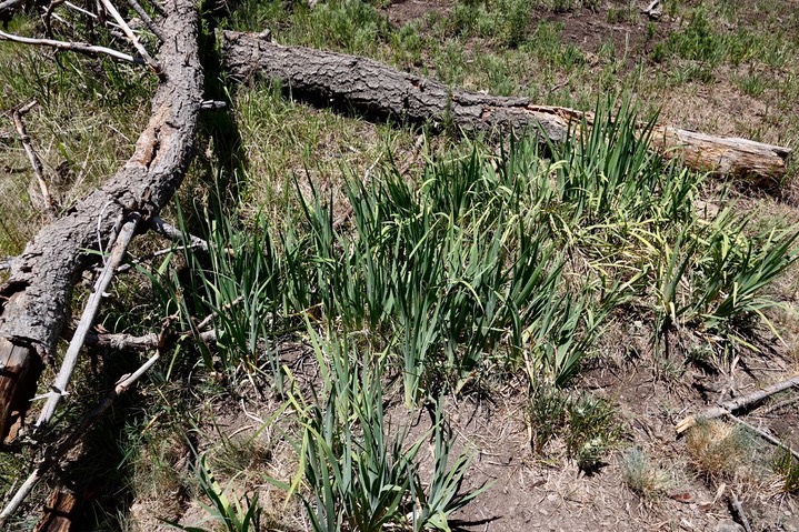 Iris missouriensis, Rocky Mountain Iris a
