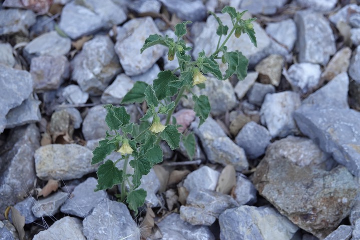 Ivy Leaf Ground Cherry,Physalis hederifolia5