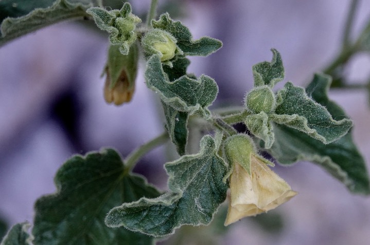 Ivy Leaf Ground Cherry,Physalis hederifolia4