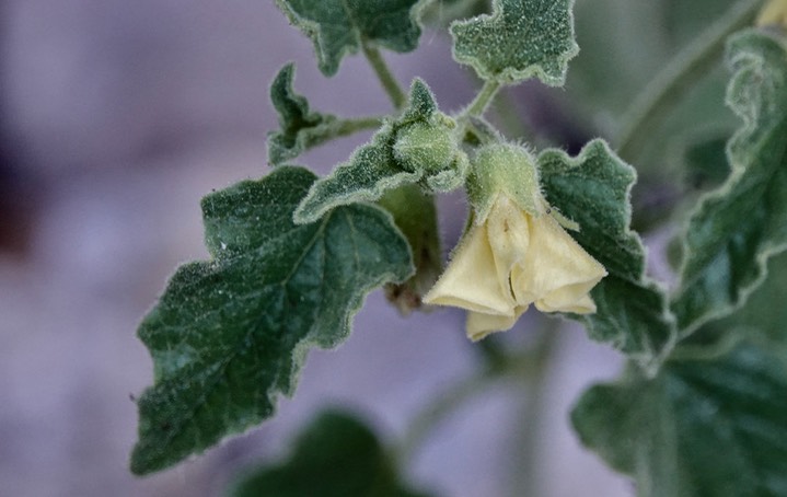 Physalis hederifolia