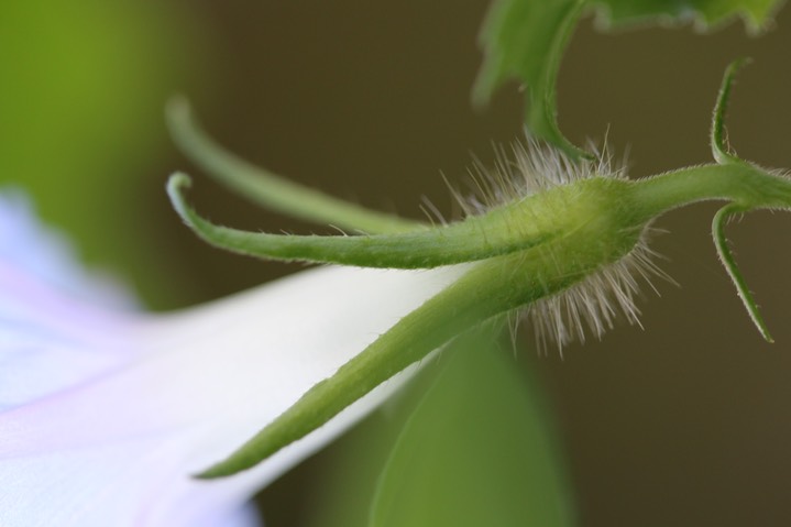 Ivy-leaf Morning Glory - Ipomoea hederacea  1