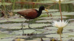 Jacana, Northern