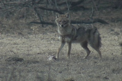Jackal, Golden 10