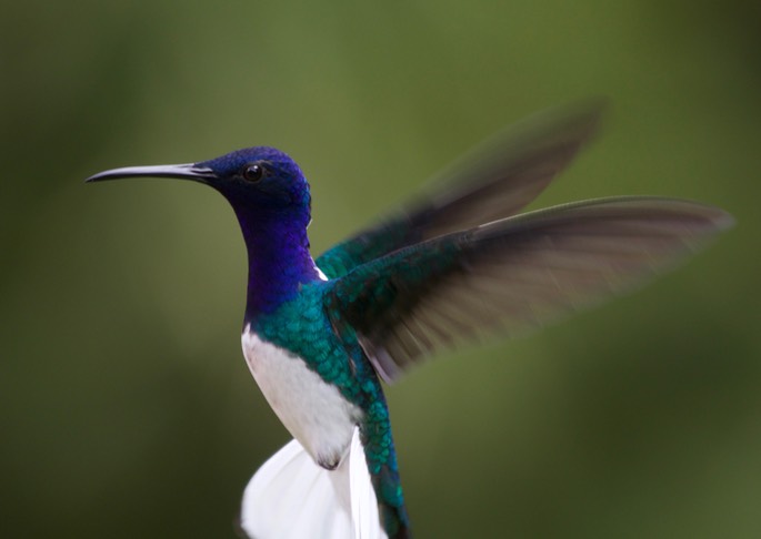 Jacobin, White-necked13