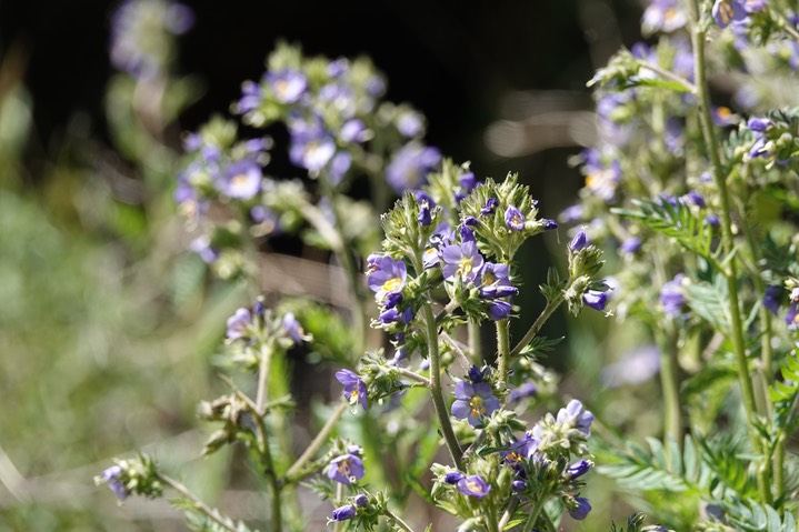 Jacob's Ladder, Polemonium foliosissimum063919a