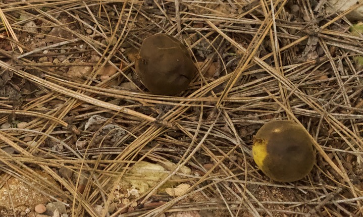 Juglans major, Arizona Walnut2