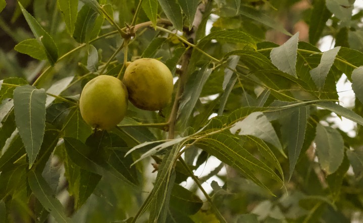 Juglans major, Arizona Walnut3