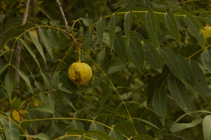 Juglans major, Arizona Walnut1