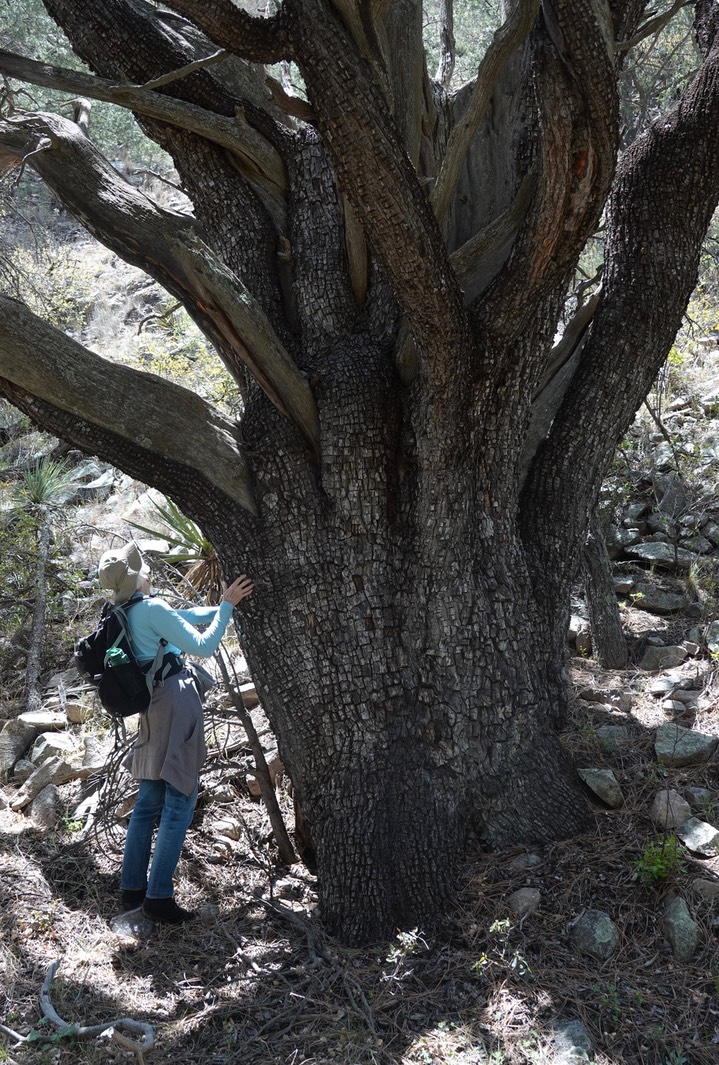 Juniperus deppenana, Alligator Juniper Trail 135