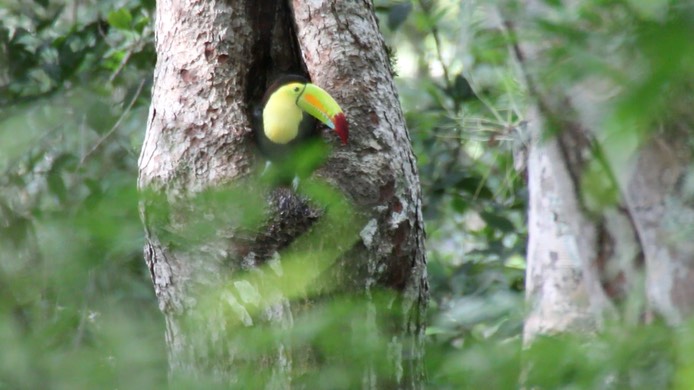 Keel-billed Toucan