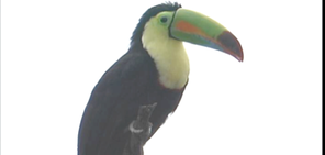 keel-billed-toucan_med