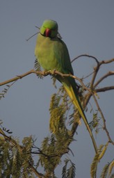 Keoladeo Ghana National Park, India k4
