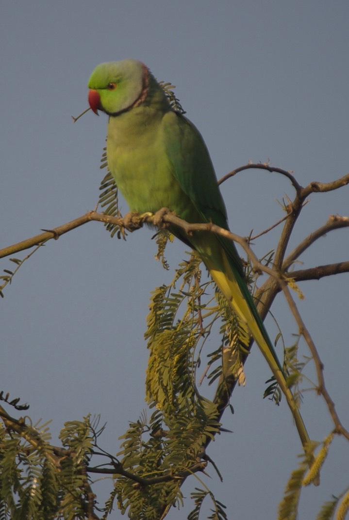 Keoladeo Ghana National Park, India k5
