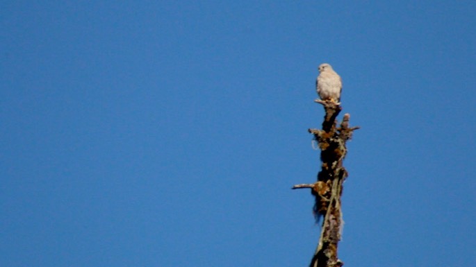 Kestrel, Common 1