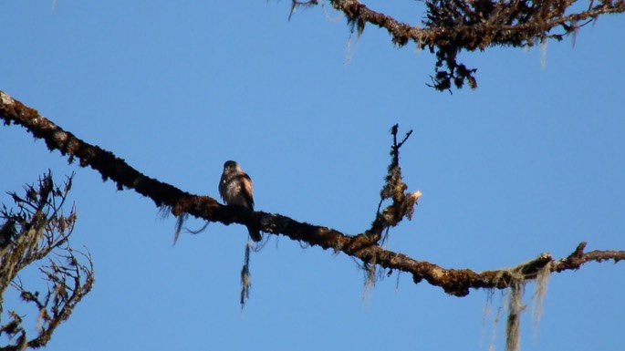 Kestrel, Common