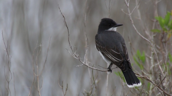 Kingbird, Eastern (Texas) 1