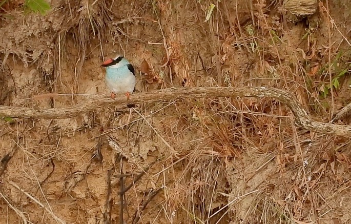 Kingfisher, Blue-breasted 1 2