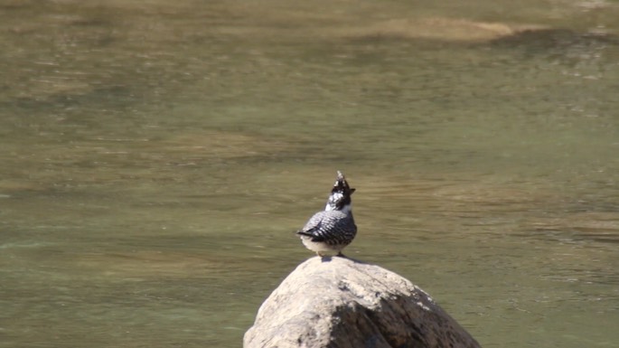 Kingfisher, Crested