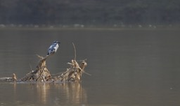 Kingfisher, Pied.  Ceryle rudis