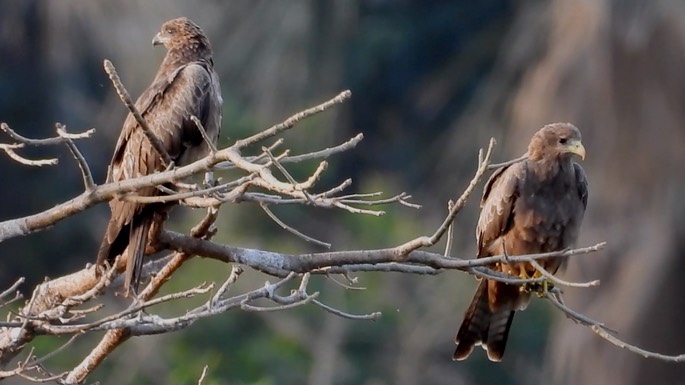 Kite, Yellow-billed 4