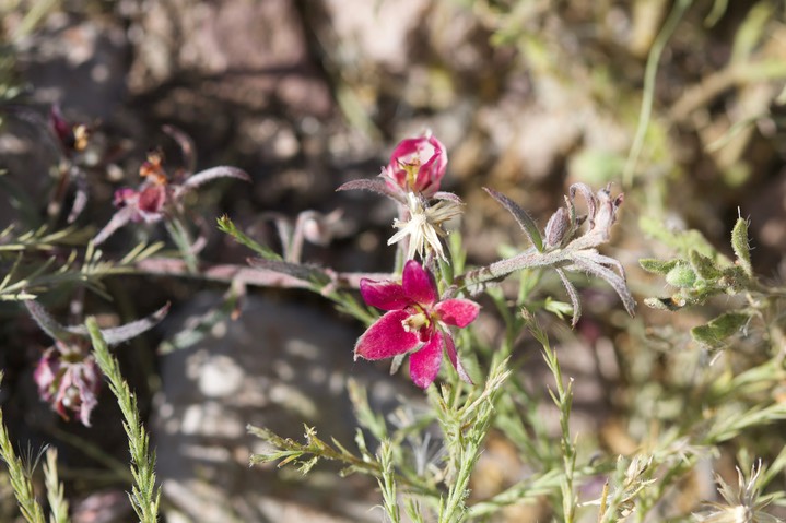 Krameria lanceolata, Trailing krameria4